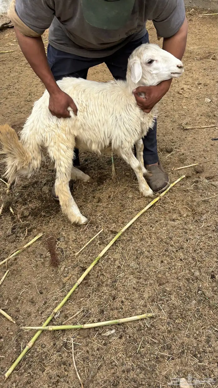 رخل للبيع جذاع 0