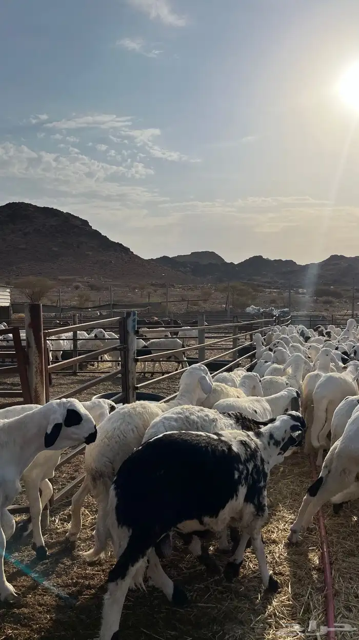 طليان سواكن شبيه الحري دمازين 19