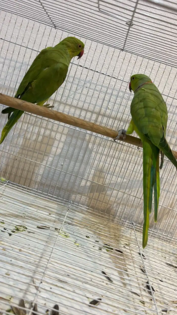 ببغاء الدره 4
