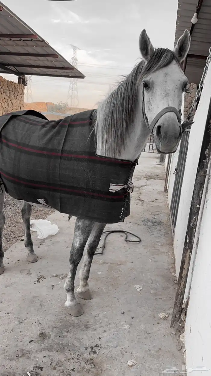فرس البيع شعبيه 1