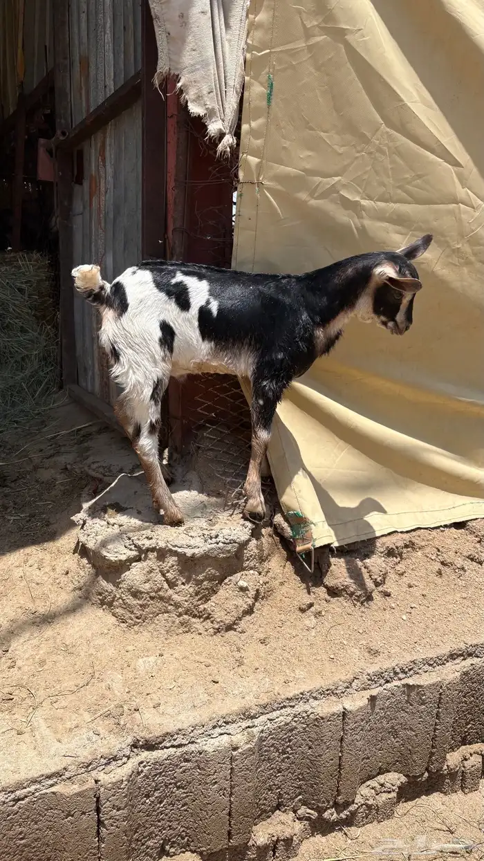 تيس عمره شهر وتيس عمره يوم ب1200 الاثنين 2
