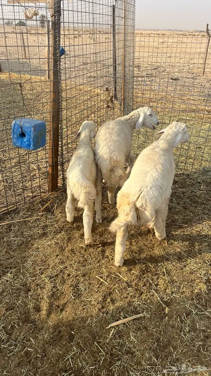 هرافي طيبه 1