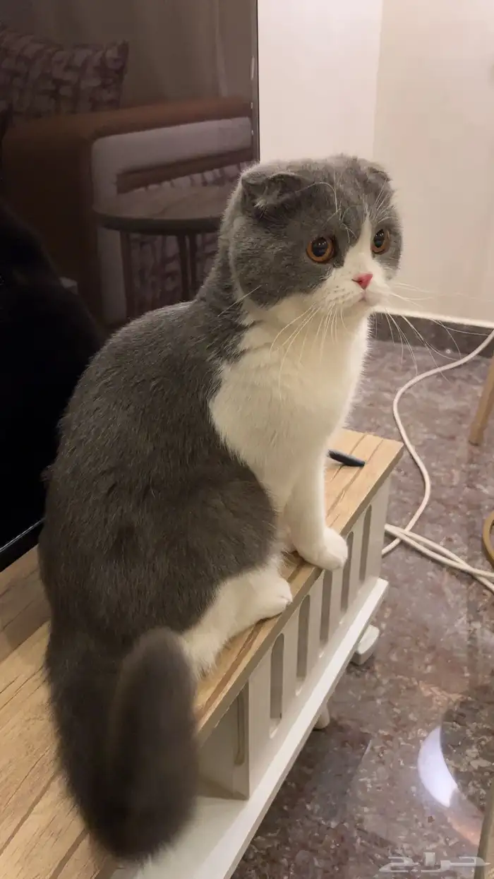 قطط سكوتش فولد 0