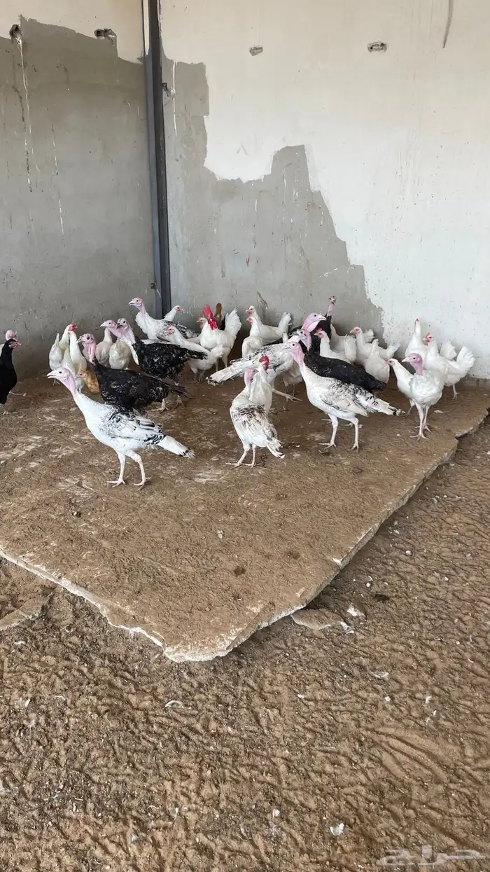 رومي العدد تسع حبات ديوك ودجاج محصن على الشرط ملون وأسود 2