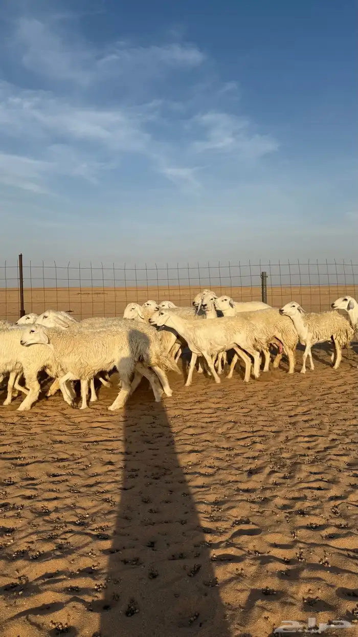 رخال حريات دفيع حرش صنف فاخر 2