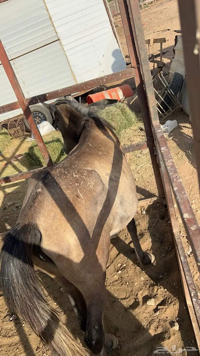 مهرة 1
