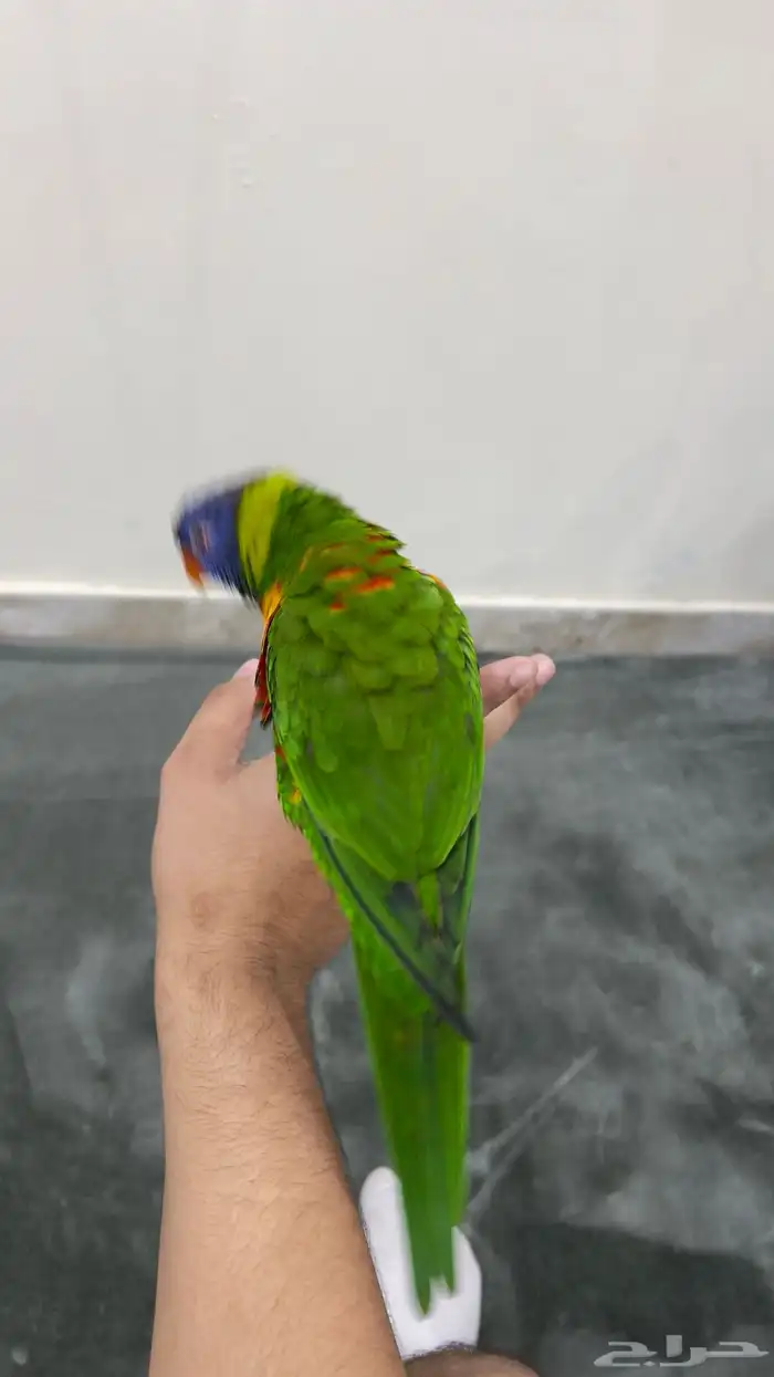 ببغاء لوري رينبو 3
