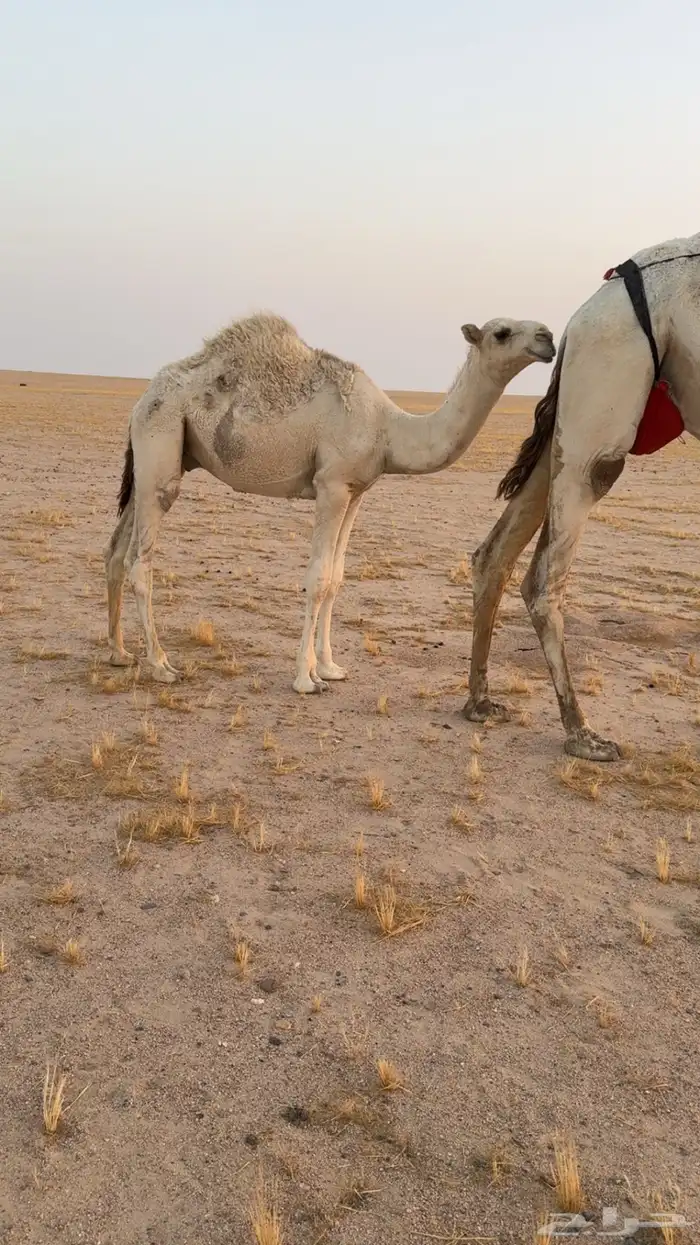 قعدان قصب العدد سته 0