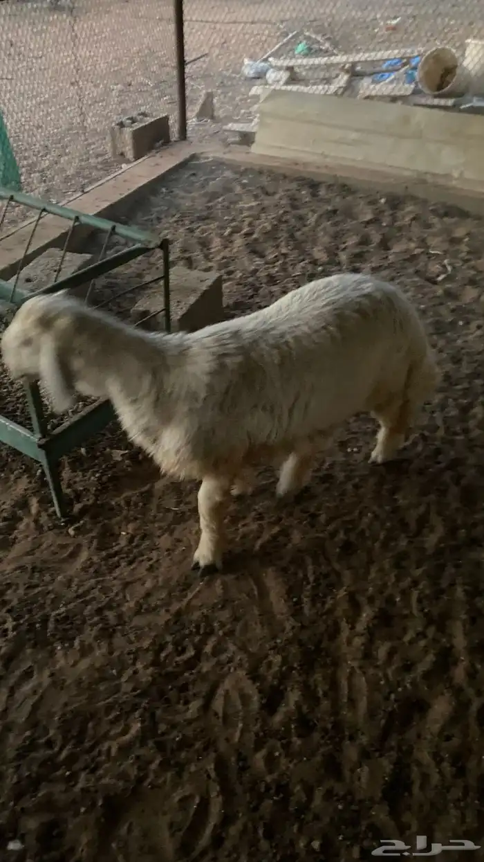 طليان حريه 3