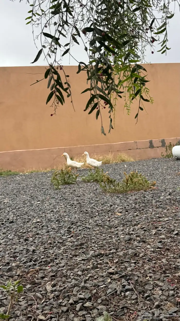 للبيع بط كفو ذكر ونثى 2