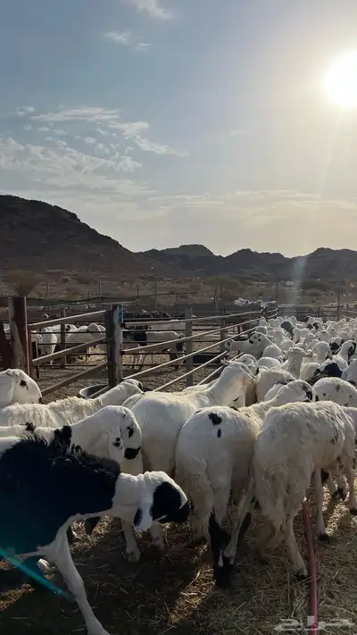 طليان سواكن شبيه الحري دمازين index