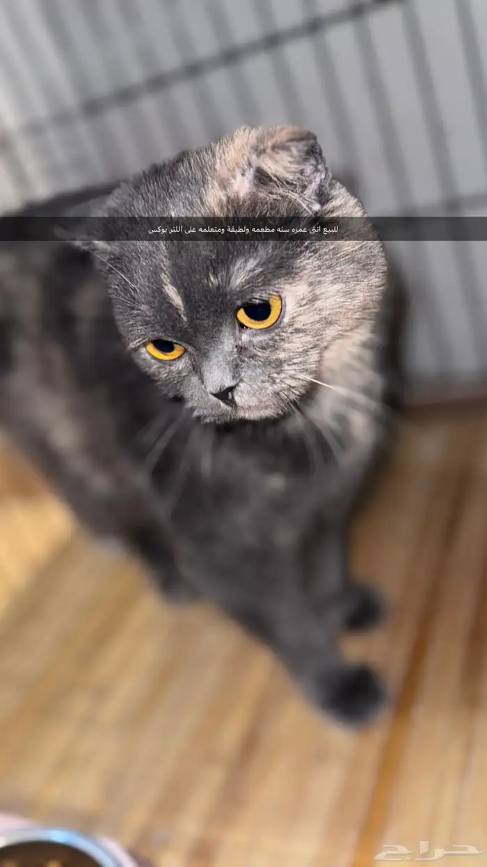 قطط للبيع 1