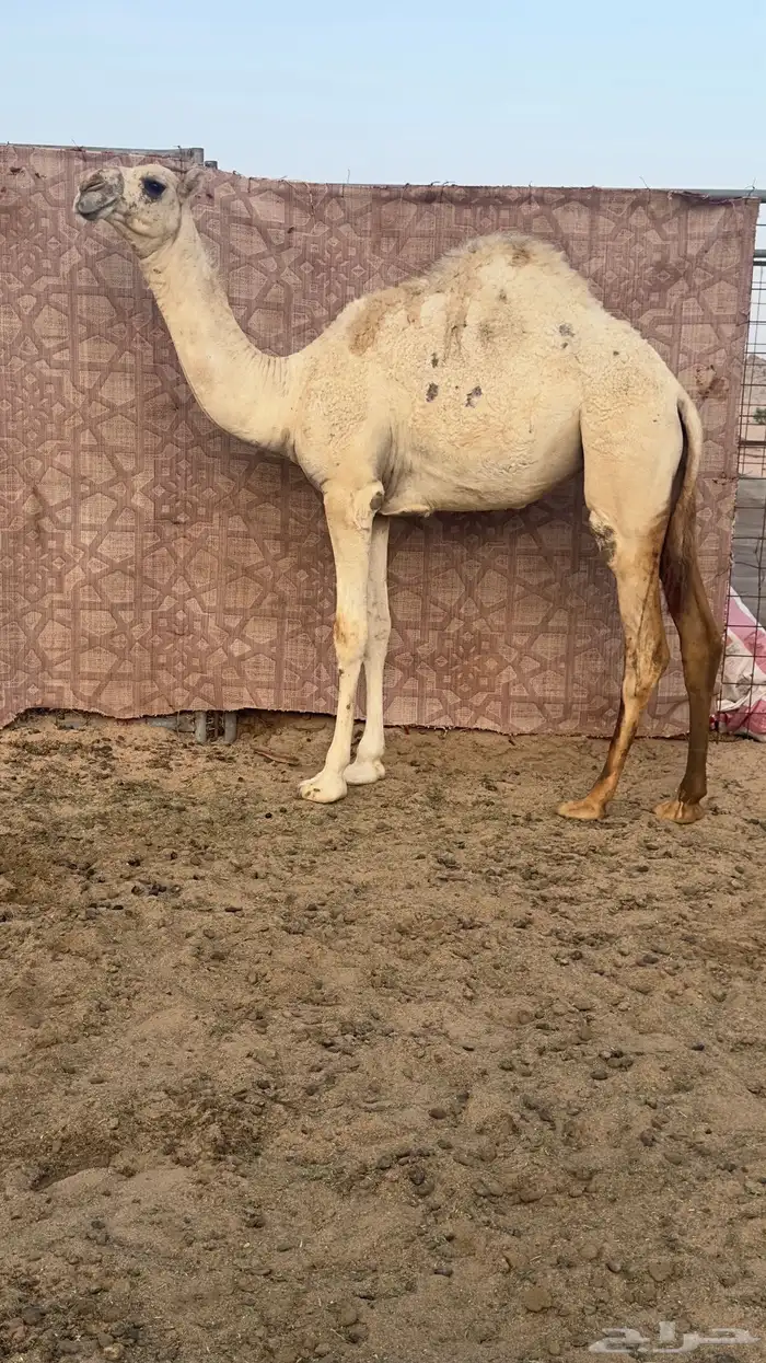 وضحى بكره حواره تنفرد عون ولون 0