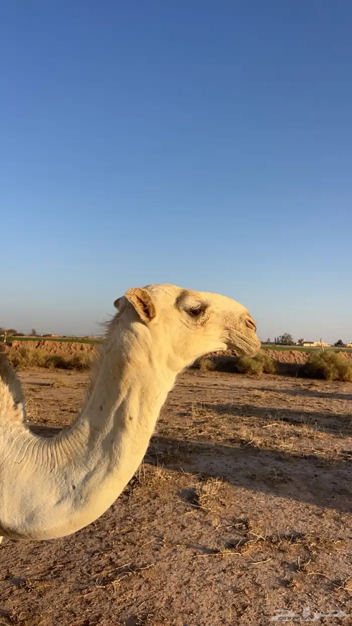 قعود باتلي عمره 6 شهور ابوه فحل طيب ومنتج 5