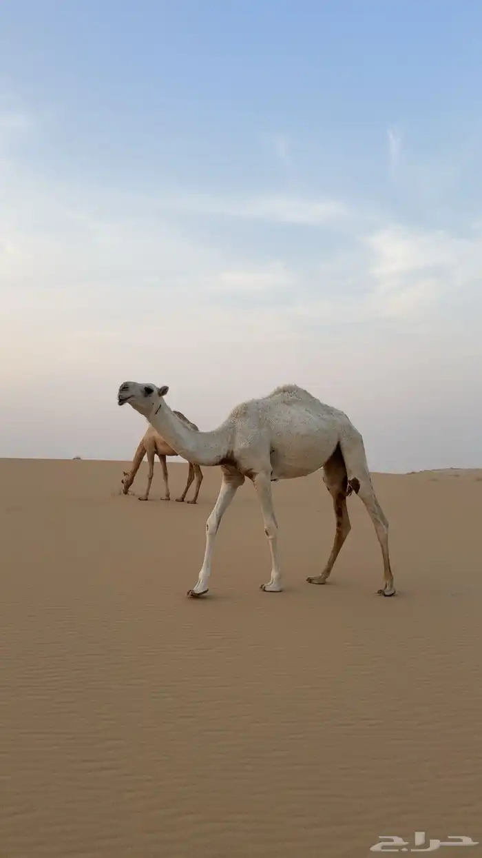 بكره وضحى كفو للبيع السن حقه 0