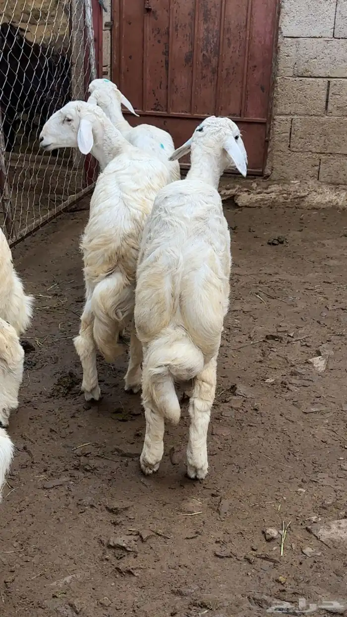 خرفان للبيع 1
