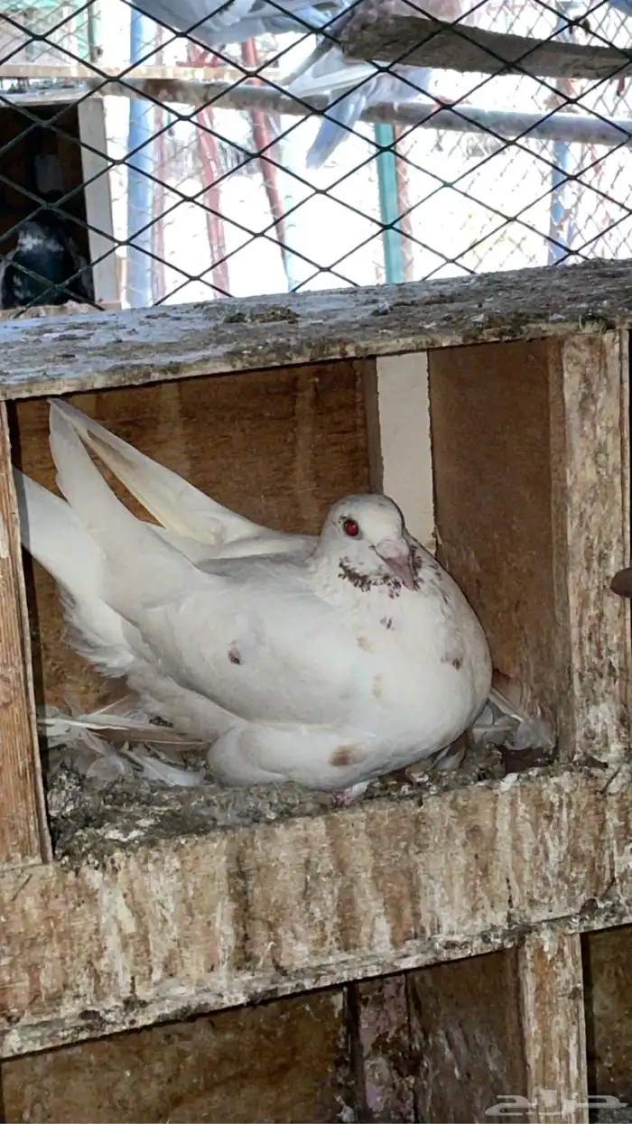 طبة زاجل مولمينز 2