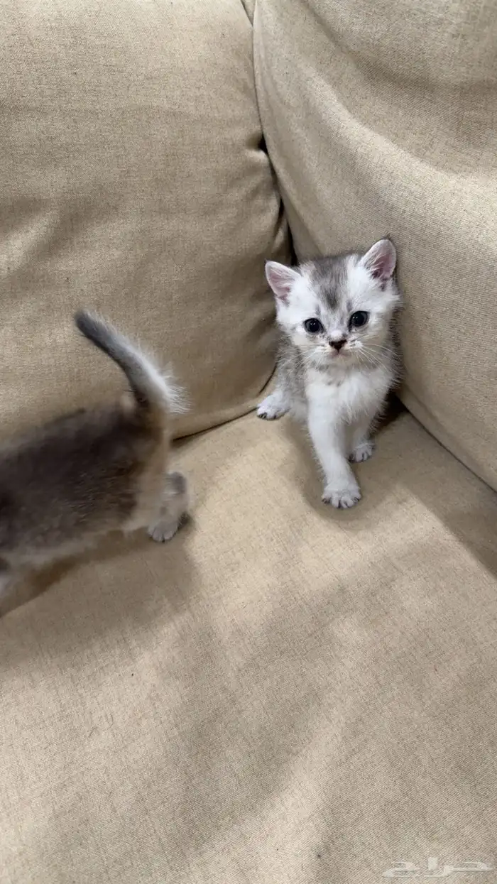 قطط 1