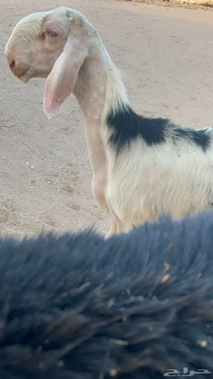 رخال نجد صنف بفحلها. ( تم. البيع ) 2