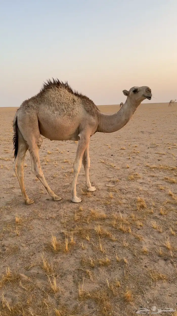 قعدان قصب العدد سته 3