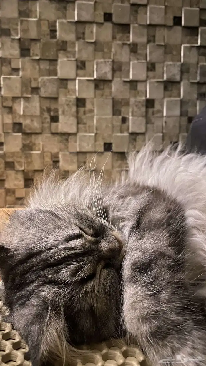 قطو للبيع 1