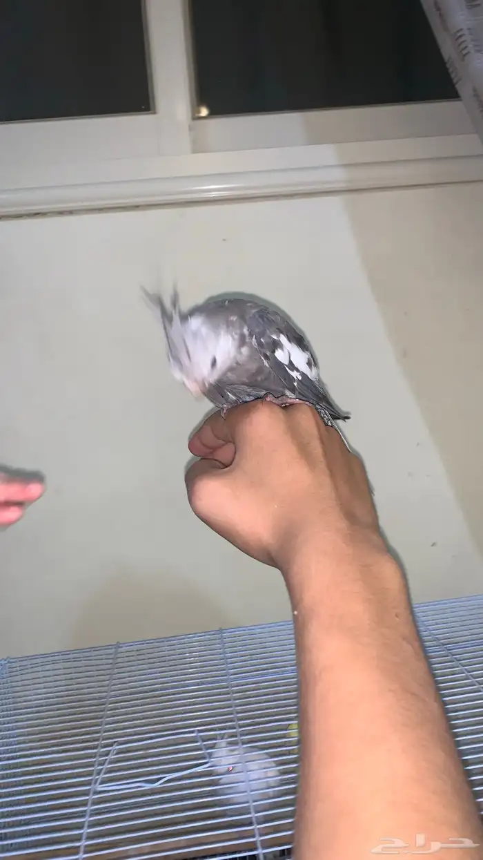 كروان هولندي اليف 5