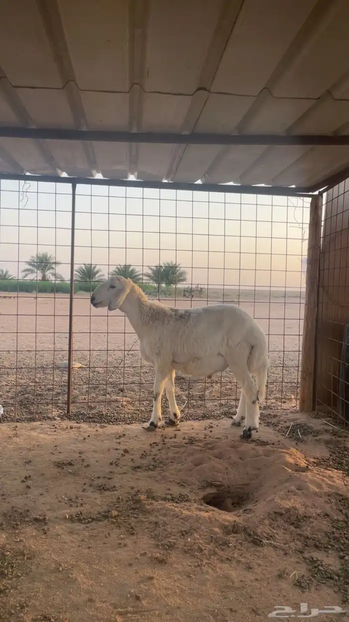 للبيع خروف حري 0