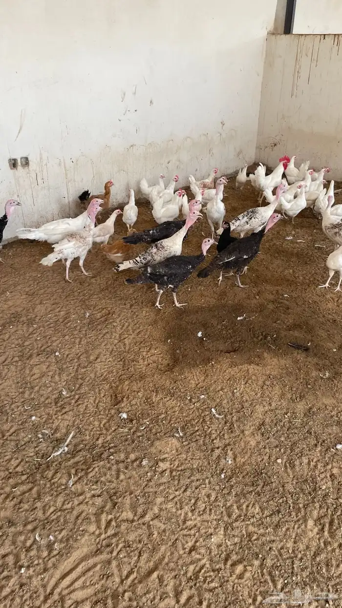 رومي العدد تسع حبات ديوك ودجاج محصن على الشرط ملون وأسود 3