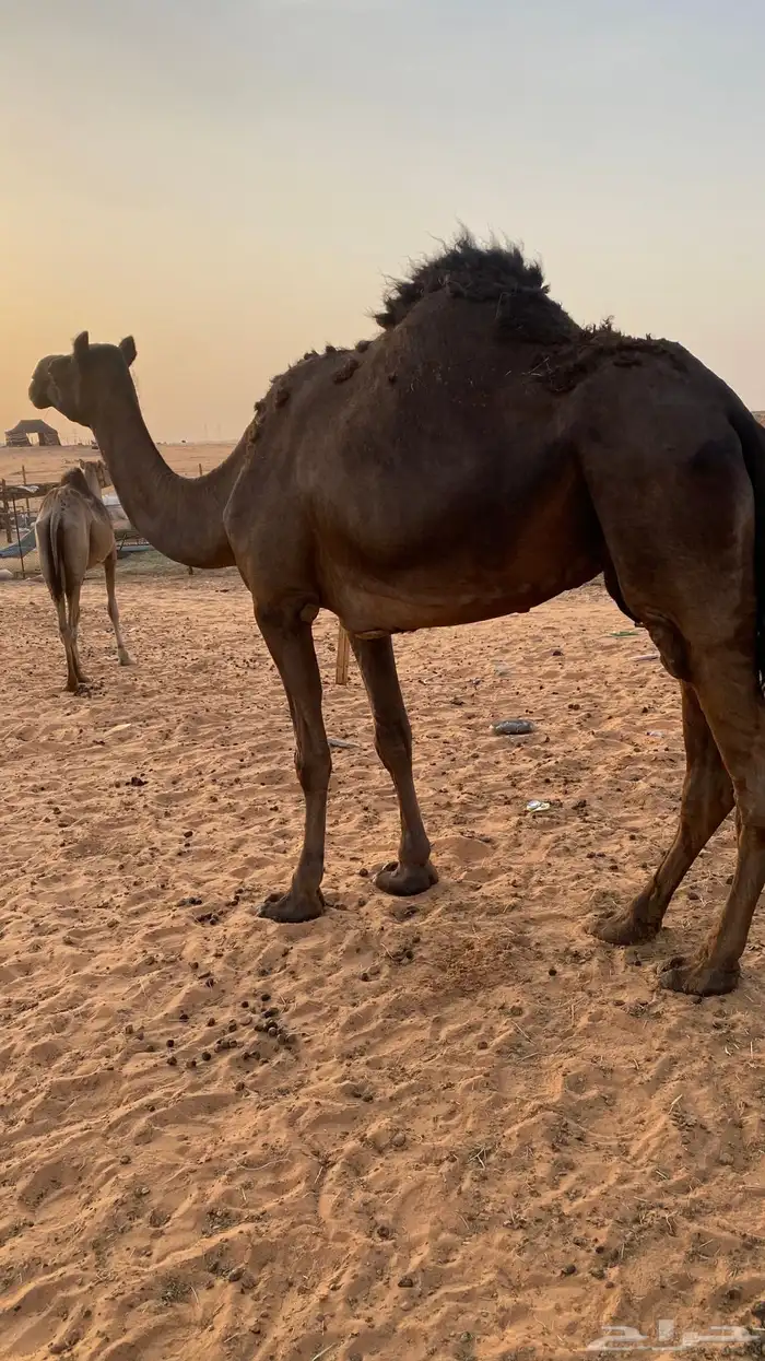 ثنتين بكار لقايا وناقه مجهم 4