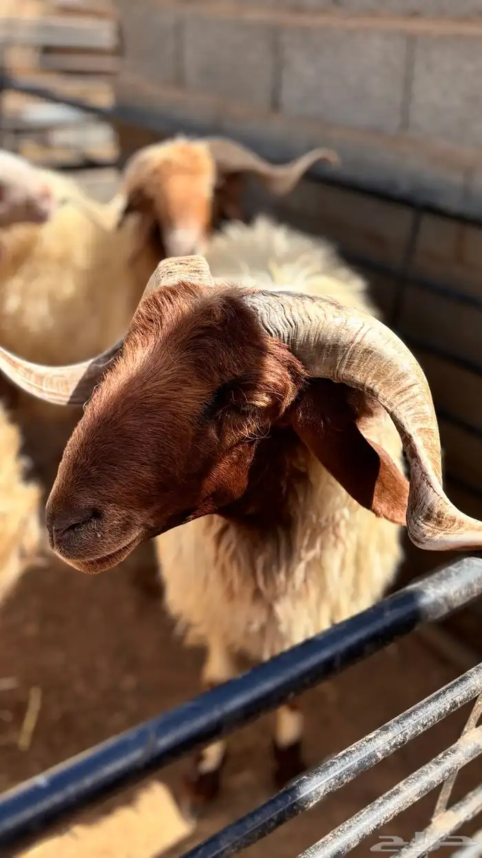 للبيع ذبائح وعجول اقساط تابي 2