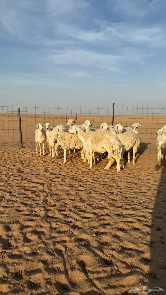 رخال حريات دفيع حرش صنف فاخر 11