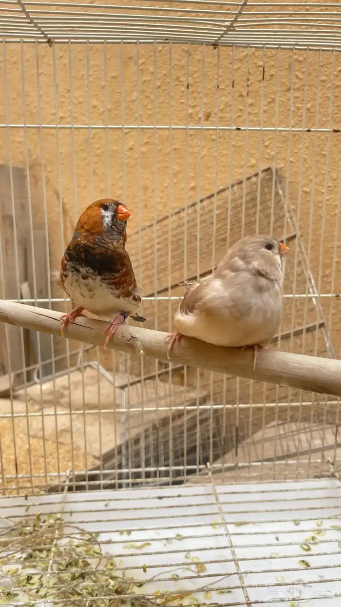 جوز زيبرا هولندي هاف اورنج 1