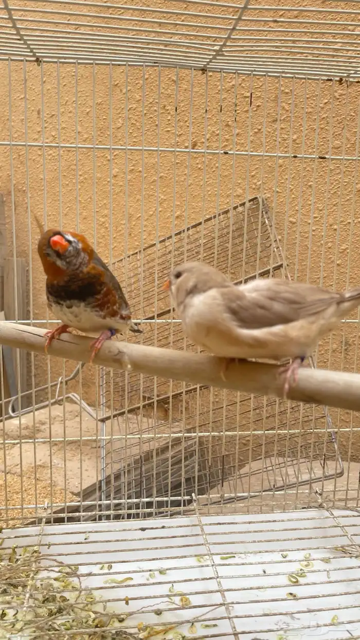 جوز زيبرا هولندي هاف اورنج 4