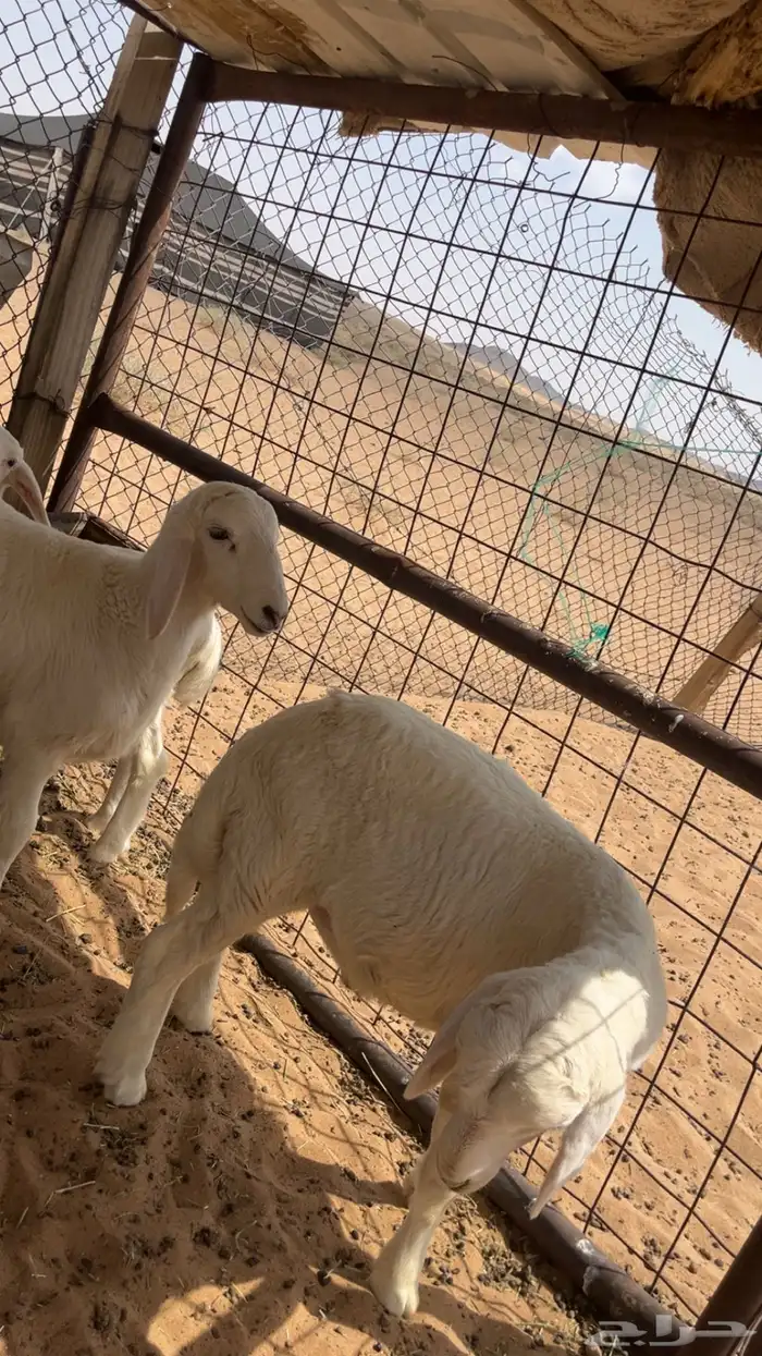 طليان ذبابح للبيع 1