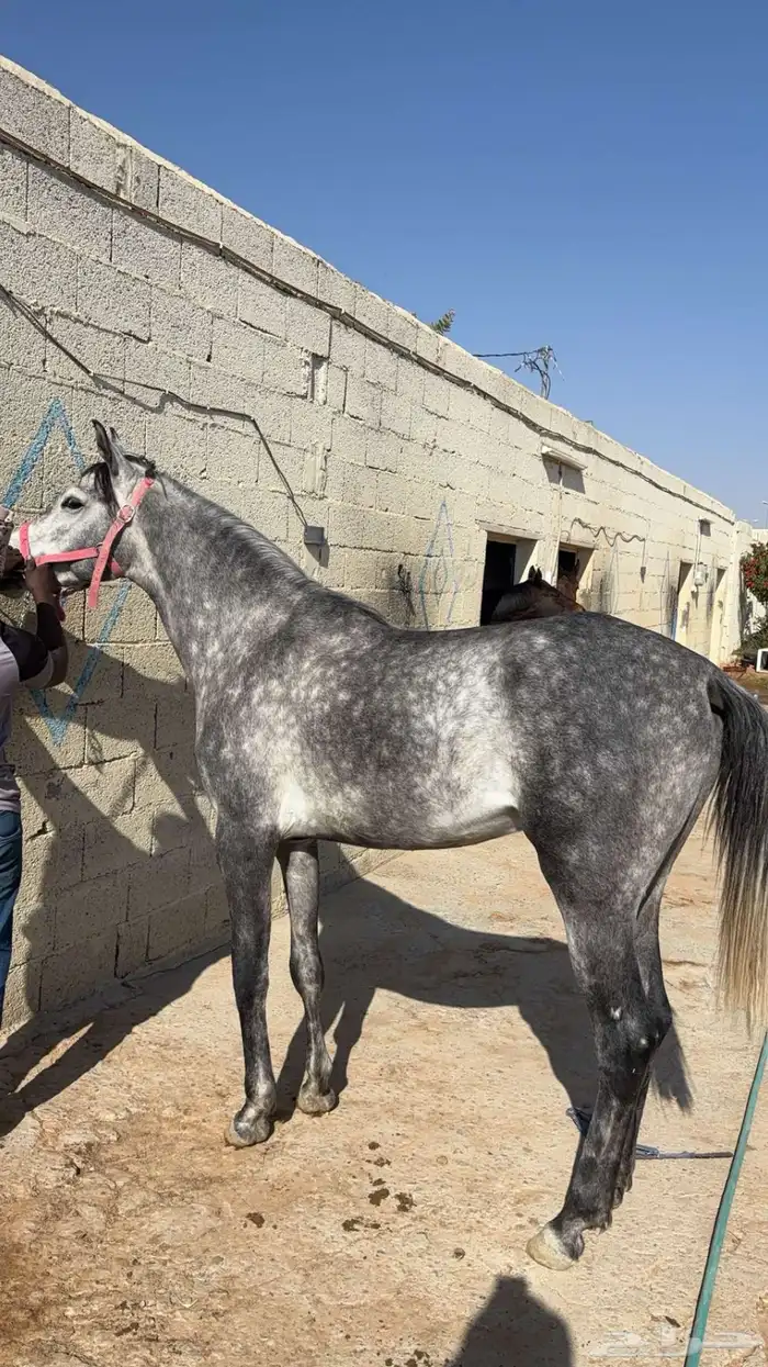 حصان شعبي سبوق وله مستقبل 5