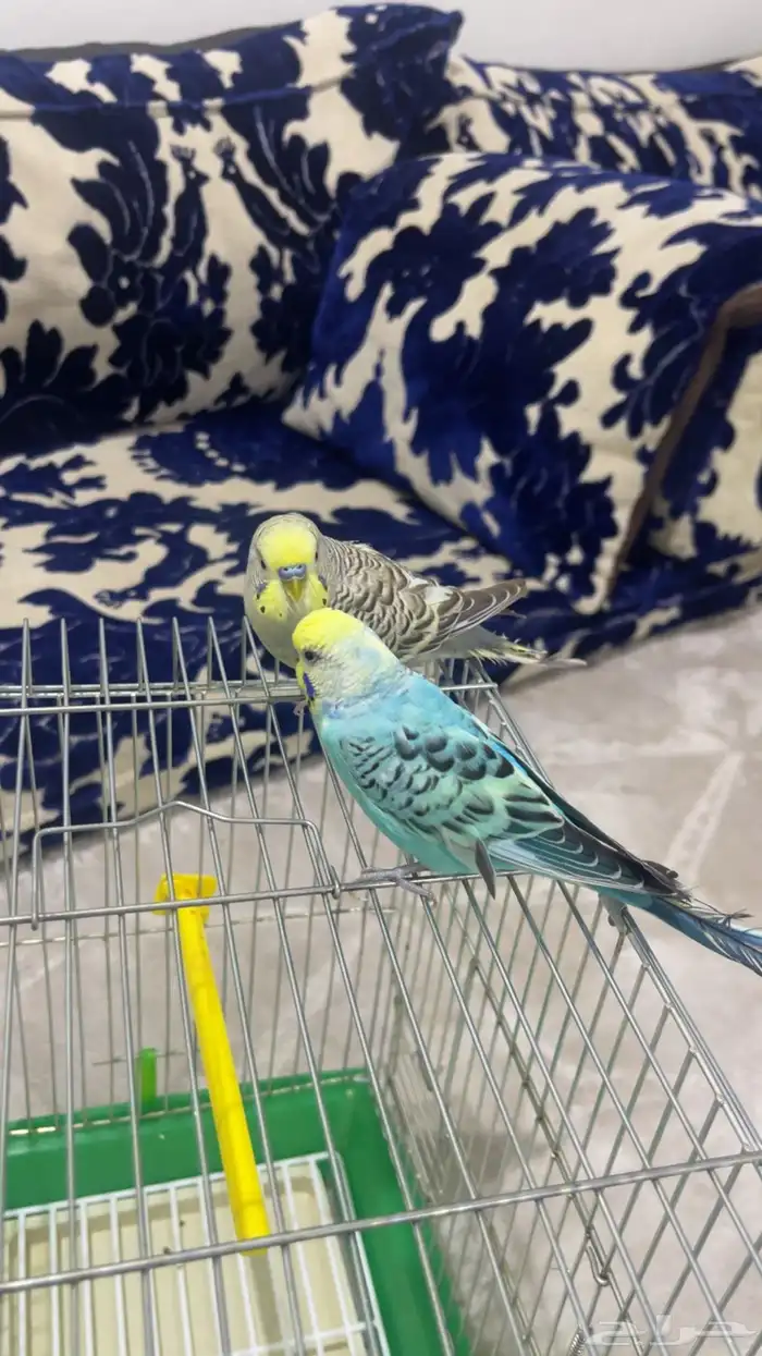 بادجي اليف للبيع بكامل ملحقاته 1