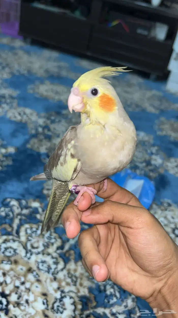 فرخ كروان اليف وهدد خارجي 0