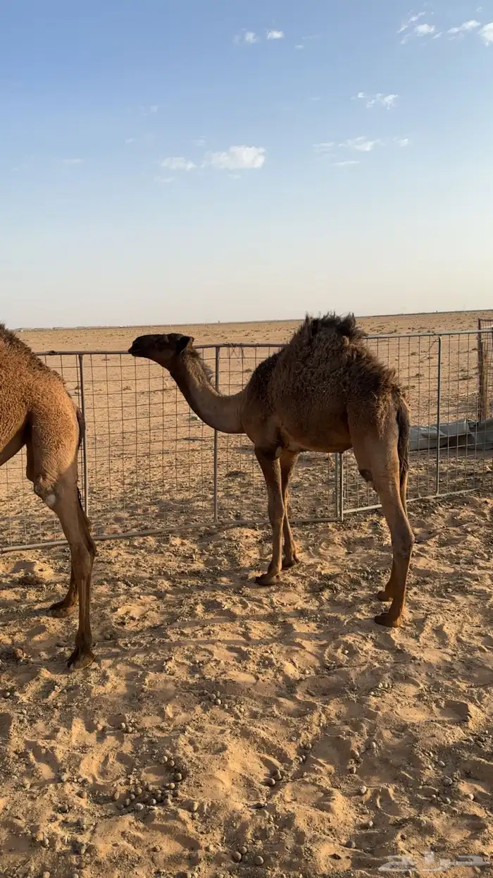 قعود اصفر 2