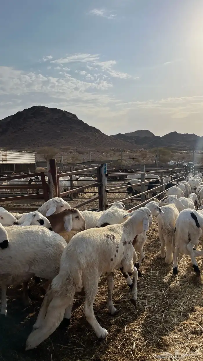طليان سواكن شبيه الحري دمازين 4