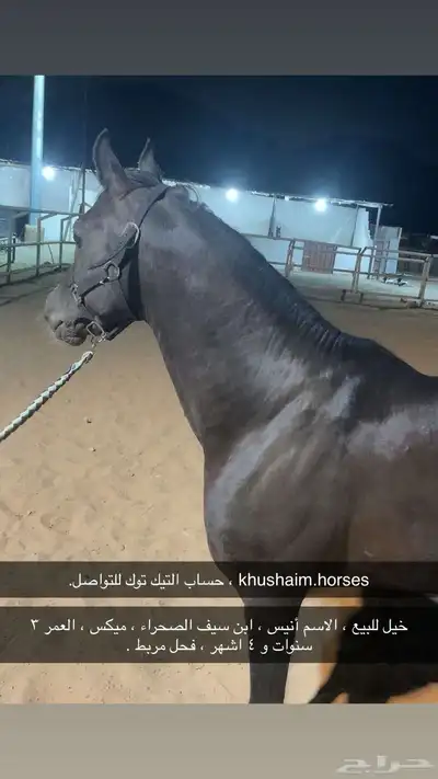 خيل للبيع index