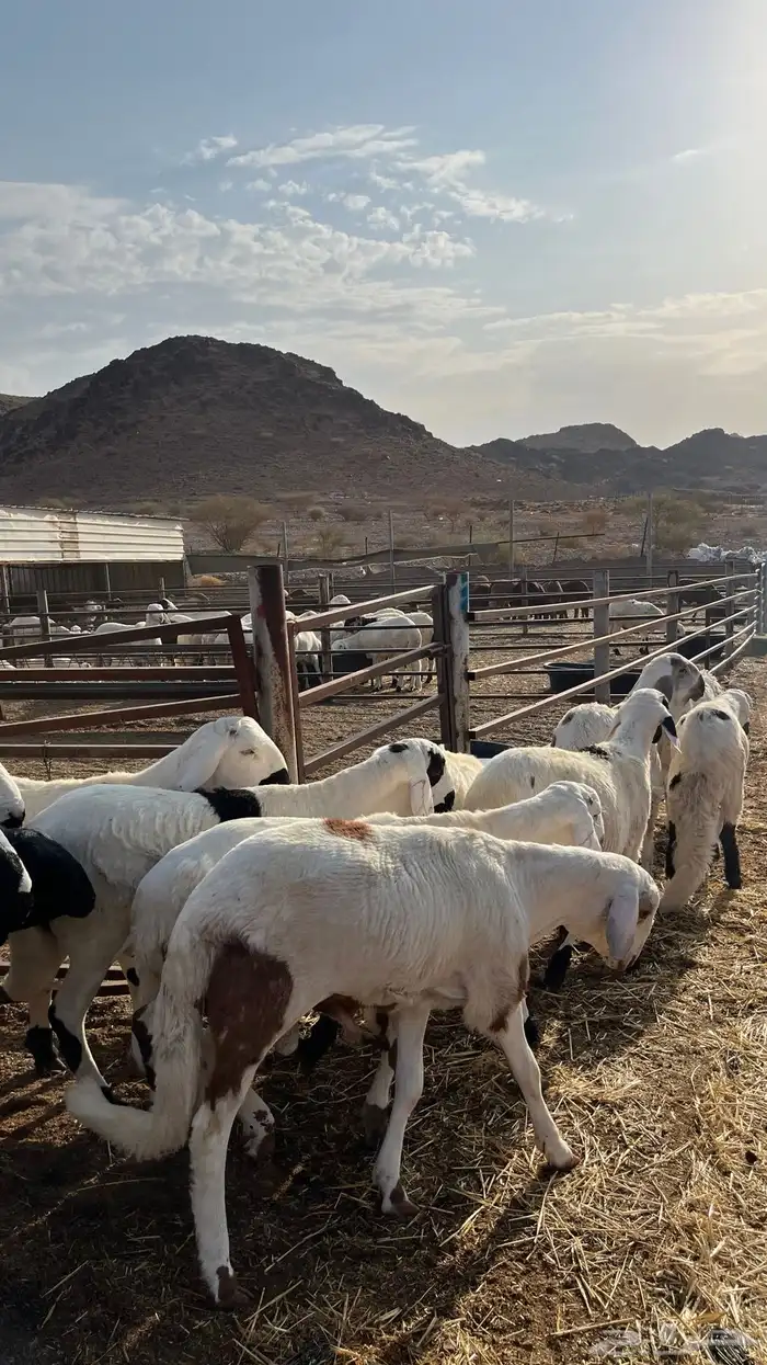 طليان سواكن شبيه الحري دمازين 16