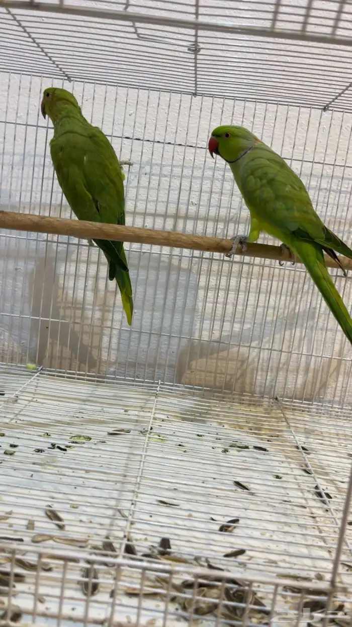 ببغاء الدره 1