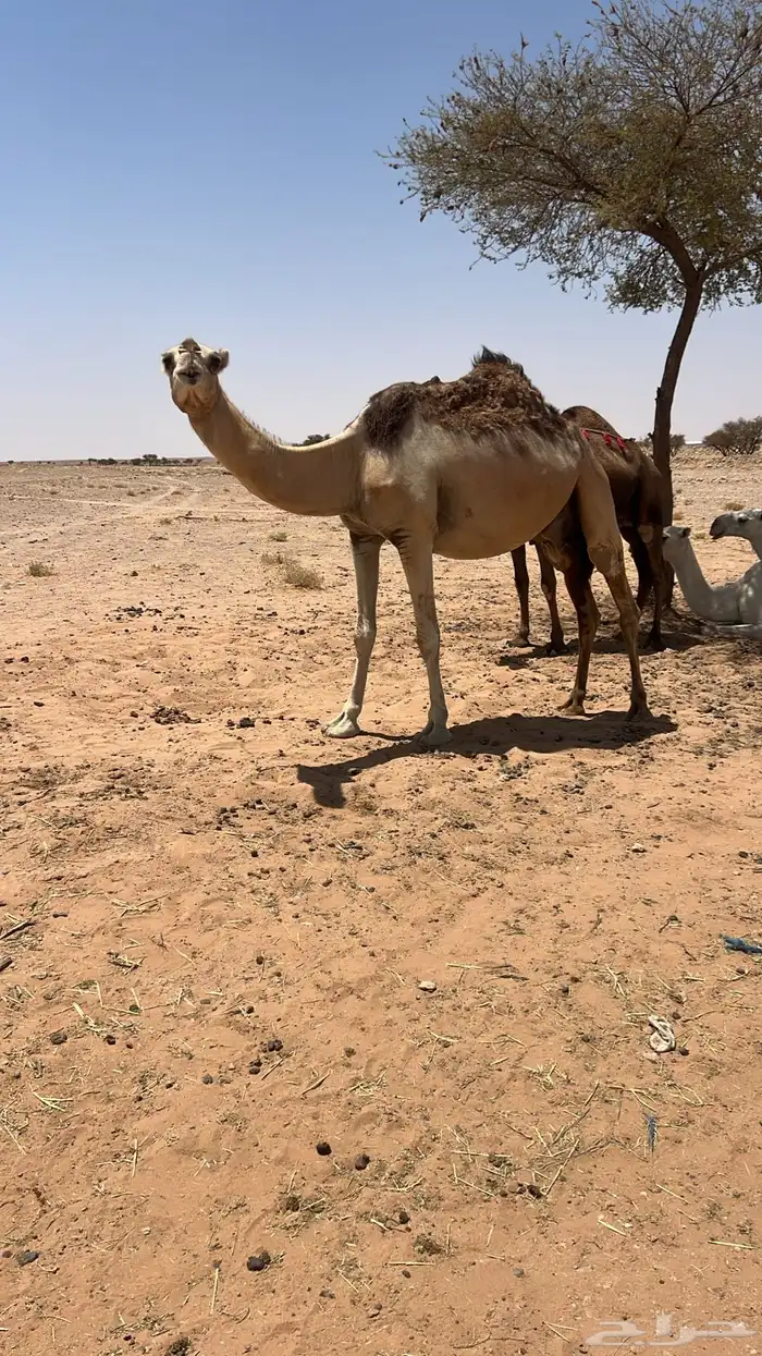 للبيع الشقحاء السن رباع منيحه حدرها بكره شعلا رمانيه 0