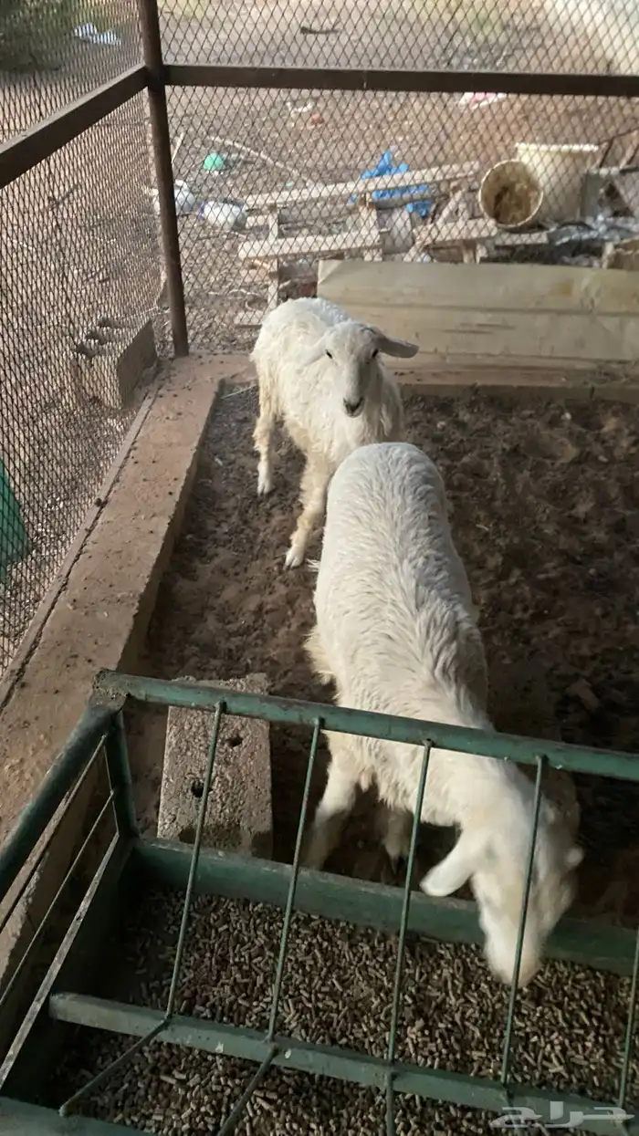 طليان حريه 0