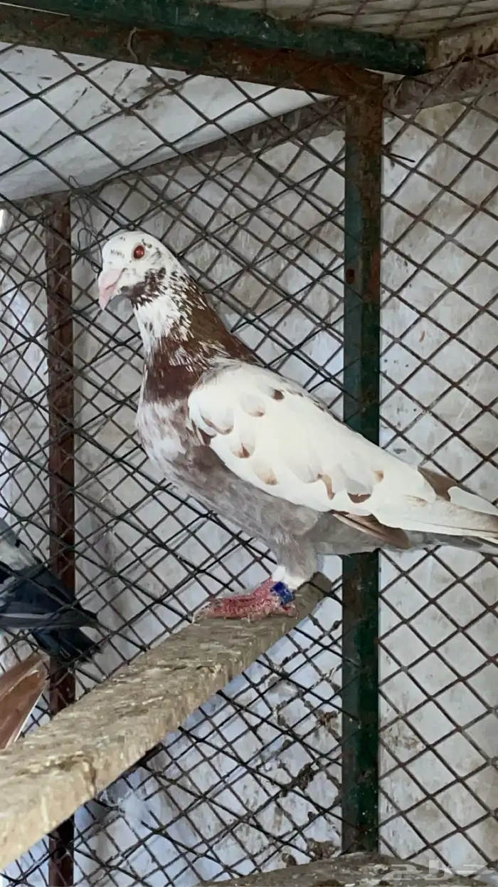 طبة زاجل مولمينز 1