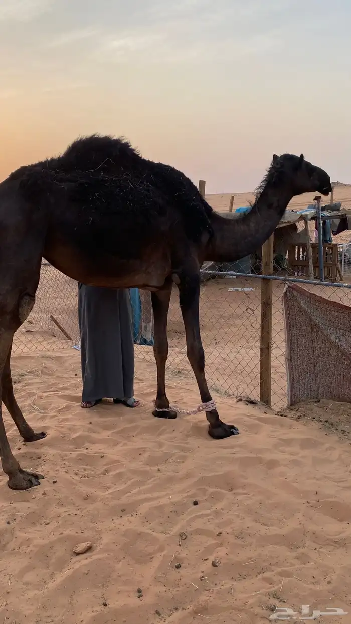 ثنتين بكار لقايا وناقه مجهم 2
