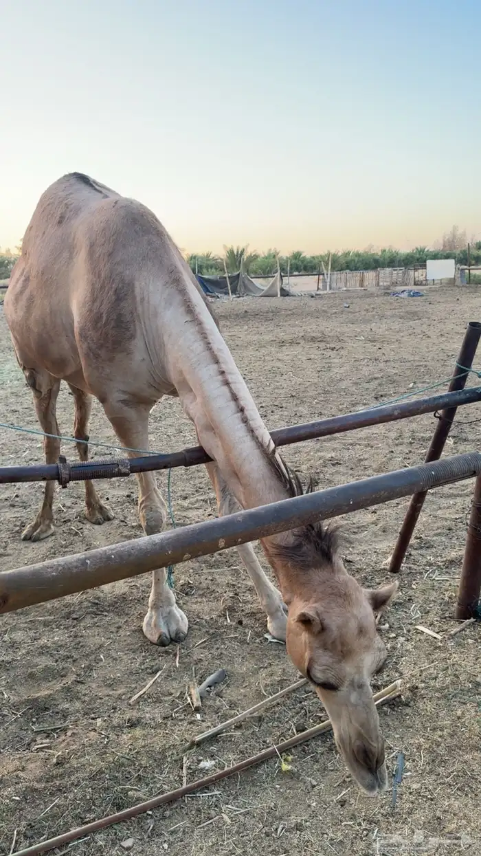ناقة للبيع 2