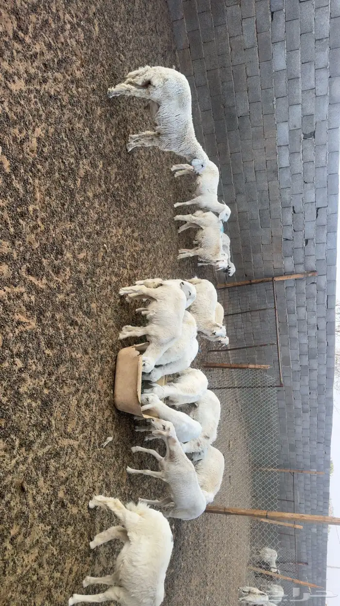 هرافا للبيع 2