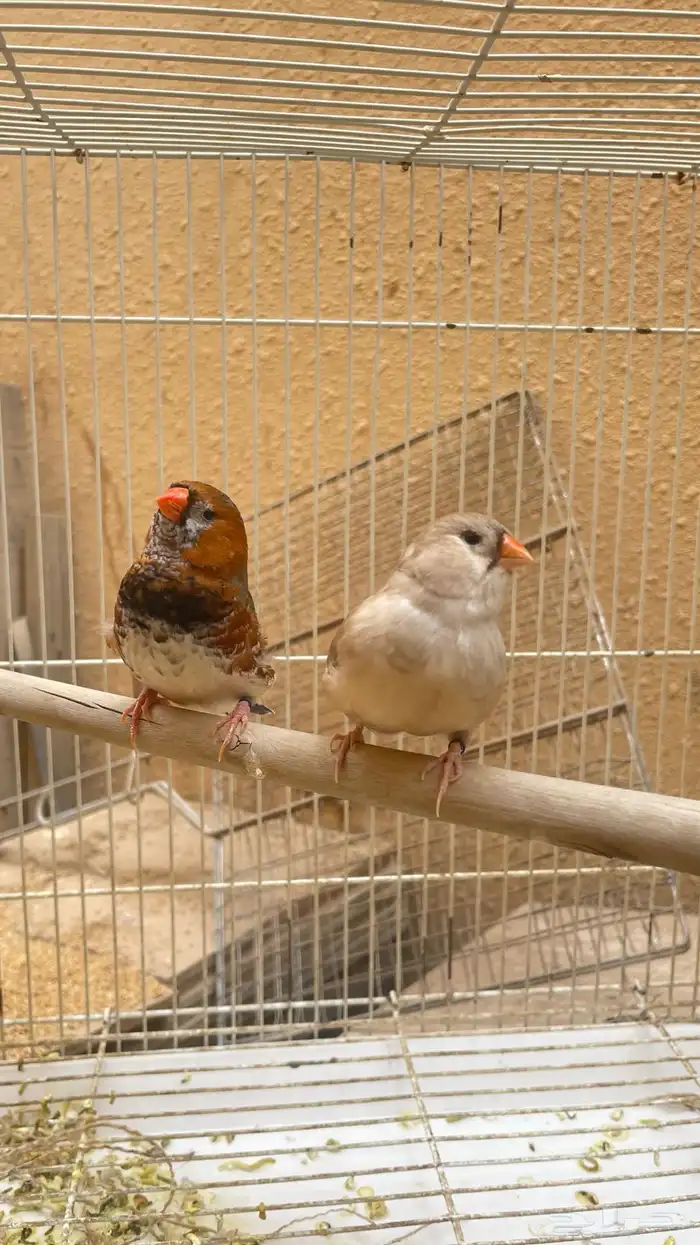 جوز زيبرا هولندي هاف اورنج 0