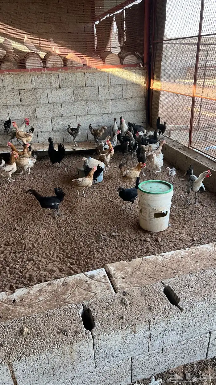 دجاج بلدي بياض وجاج بشاير 2